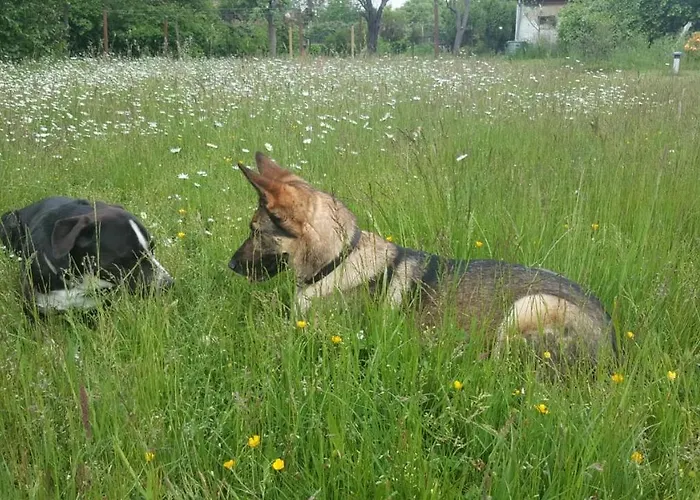 Ferienhof-rietschen-neuliebel Apartment *